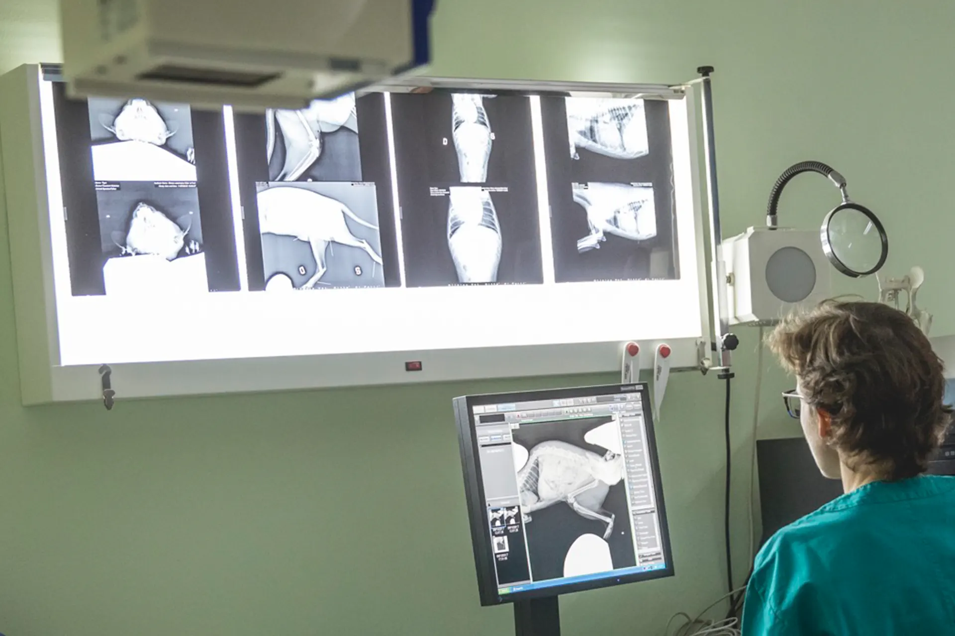 clinica-veterinaria-citta-forli-centro-ricerca-malattie clinica-veterinaria-citta-forli-centro-ricerca-malattie