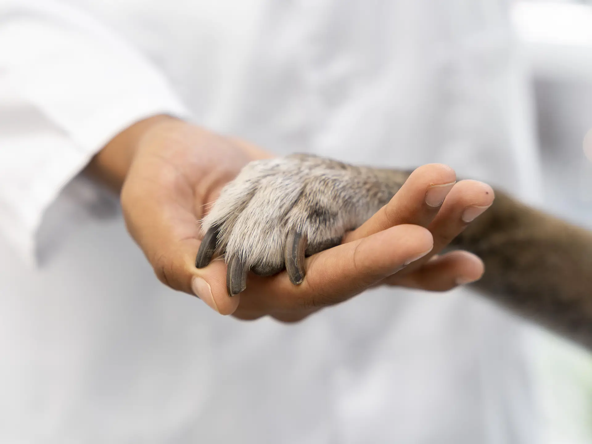 Clinica-Veterinaria-Citta-di-Forli-dermatologia-gatti-cani Clinica-Veterinaria-Citta-di-Forli-dermatologia-gatti-cani